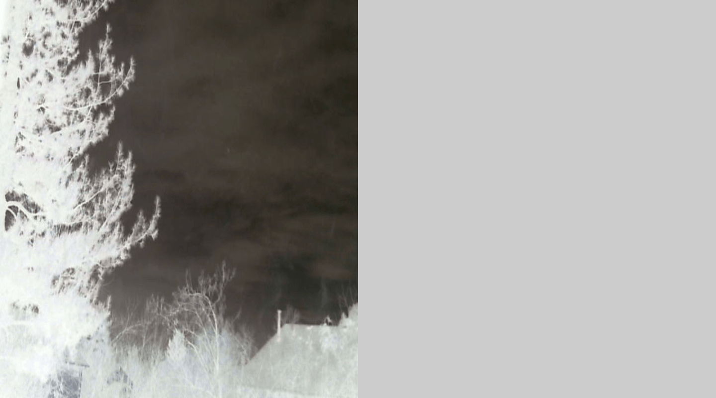 木々の逆光の白黒写真。